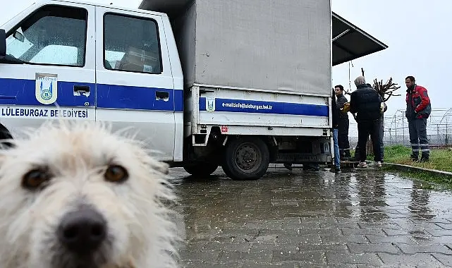 Lüleburgaz Kent Konseyi Gençlik Meclisi’nin Aralık ayında sokak hayvanları yararına