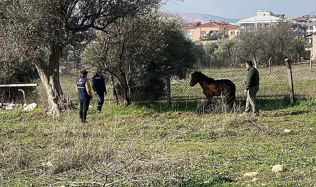 Kemalpaşa Ulucak Mahallesi’nde, yerleşim alanına yakın bir konumda vatandaşlar tarafından